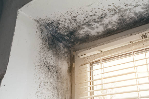 Trusted Mold Removal service in Beverly, NJ - Cheap Mold Removal
